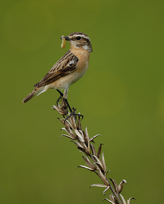BUITEN BEELD Foto: 8728