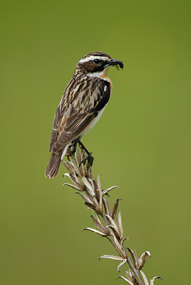 BUITEN BEELD Foto: 8729