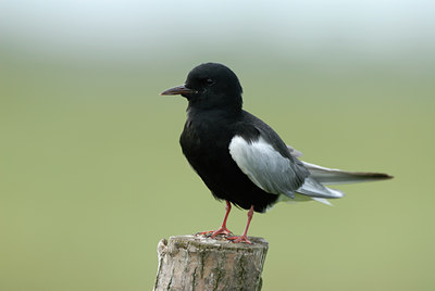 BUITEN BEELD Foto: 8739