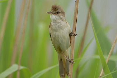 BUITEN BEELD Foto: 8740