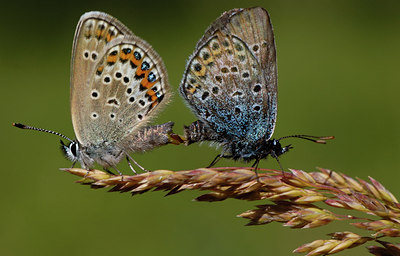 BUITEN BEELD Foto: 8743