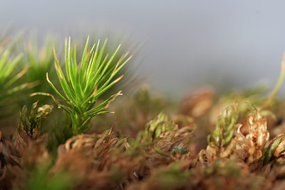 BUITEN BEELD Foto: 8746