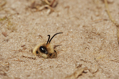 BUITEN BEELD Foto: 8750