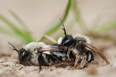 BUITEN BEELD Foto: 8752