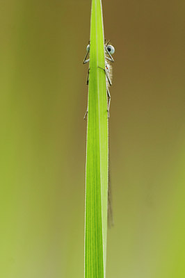 BUITEN BEELD Foto: 8764