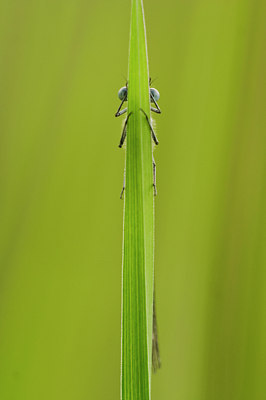 BUITEN BEELD Foto: 8765