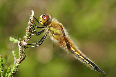 BUITEN BEELD Foto: 8777