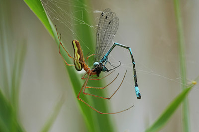 BUITEN BEELD Foto: 8782