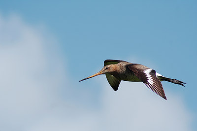 BUITEN BEELD Foto: 8792