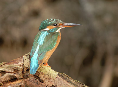 BUITEN BEELD Foto: 8799