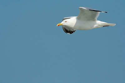 BUITEN BEELD Foto: 8806