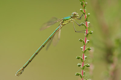 BUITEN BEELD Foto: 8813