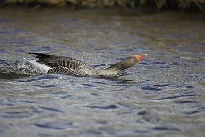 BUITEN BEELD Foto: 8828