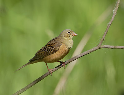 BUITEN BEELD Foto: 8844