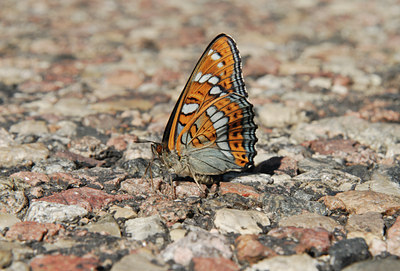 BUITEN BEELD Foto: 8846