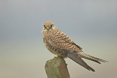 BUITEN BEELD Foto: 8847