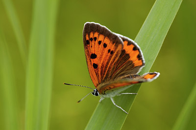 BUITEN BEELD Foto: 8849