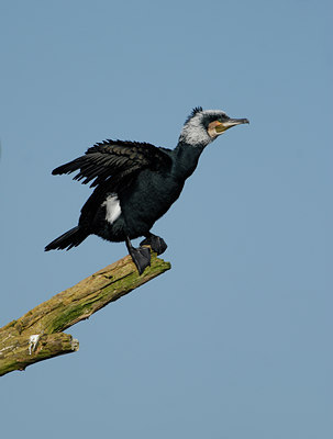 BUITEN BEELD Foto: 8861