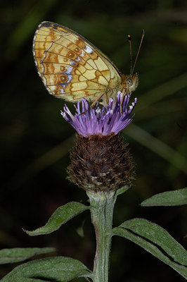 BUITEN BEELD Foto: 8873