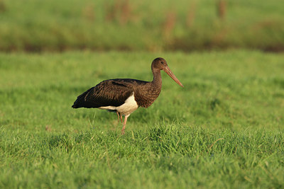 BUITEN BEELD Foto: 8876