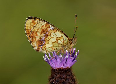 BUITEN BEELD Foto: 8880
