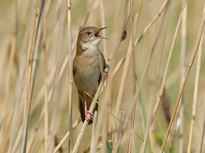 BUITEN BEELD Foto: 8952