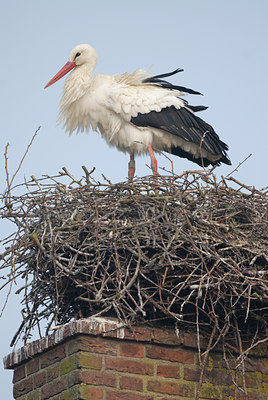 BUITEN BEELD Foto: 8965