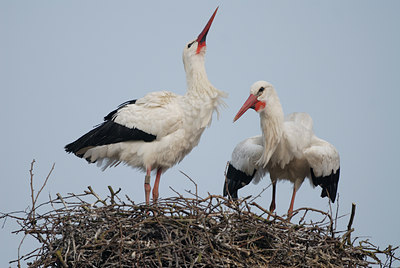 BUITEN BEELD Foto: 8967
