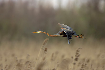 BUITEN BEELD Foto: 8974