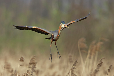 BUITEN BEELD Foto: 8979