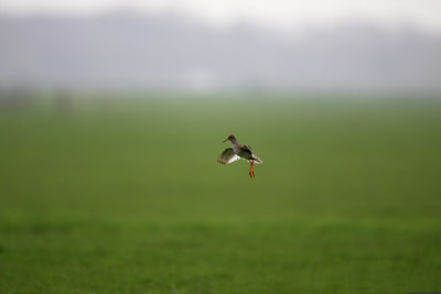 BUITEN BEELD Foto: 8988