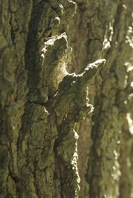 BUITEN BEELD Foto: 8993