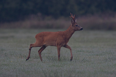 BUITEN BEELD Foto: 8998