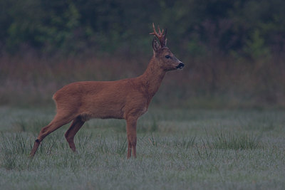 BUITEN BEELD Foto: 8999