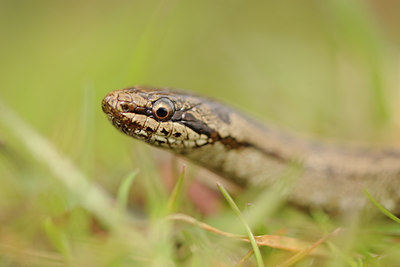 BUITEN BEELD Foto: 89040