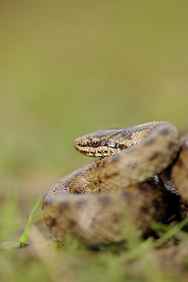 BUITEN BEELD Foto: 89046