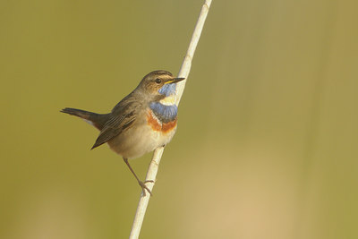 BUITEN BEELD Foto: 89051