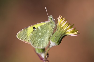 BUITEN BEELD Foto: 89062