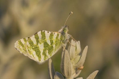 BUITEN BEELD Foto: 89064