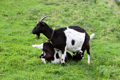 BUITEN BEELD Foto: 89156