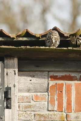 BUITEN BEELD Foto: 89163