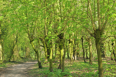 BUITEN BEELD Foto: 89200