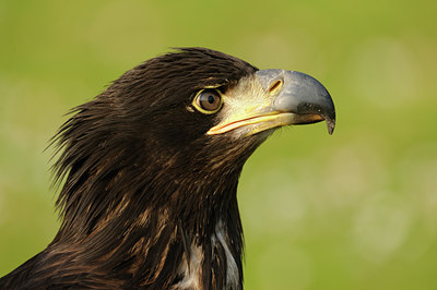BUITEN BEELD Foto: 89216