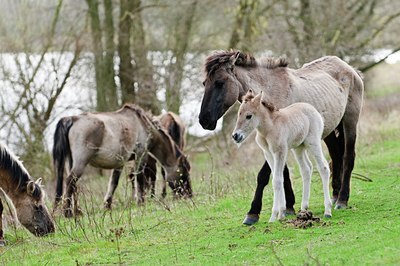 BUITEN BEELD Foto: 89240