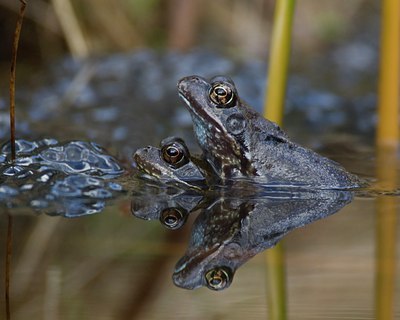BUITEN BEELD Foto: 89294