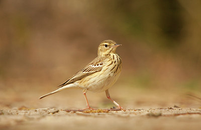 BUITEN BEELD Foto: 89336