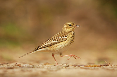 BUITEN BEELD Foto: 89337