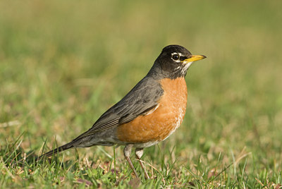 BUITEN BEELD Foto: 89349