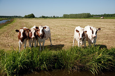 BUITEN BEELD Foto: 89378