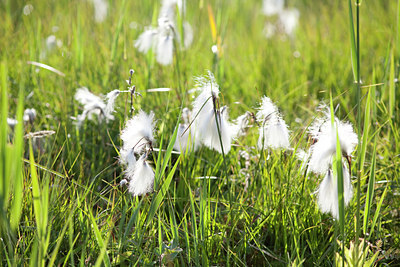 BUITEN BEELD Foto: 89387